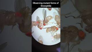 Drosophila drosophila mutation animals genetics youtubeshorts culture [upl. by Vaenfila589]