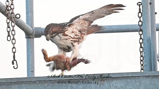 Buteo jamaicensis REDTAILED HAWK has rabbit breakfast 3047395 [upl. by Inajar]