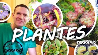 PLANTES CARNIVORES  MINI TOURBIERE EN TERRARIUM [upl. by Hachmin]