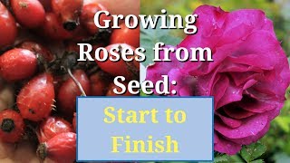 Grow Roses from Seed Start to Finish [upl. by Yleme101]