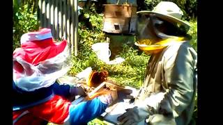 Trabajando panales de abejas mira mis otros videos [upl. by Zzabahs195]