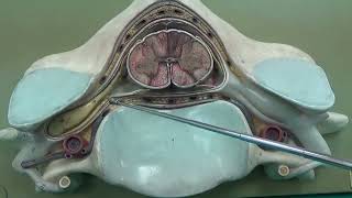 Medulla spinalis 2 Nöroanatomi 2 Laboratuvar videoları İnsan Anatomisi TUS DUS SBF [upl. by Rehttam]