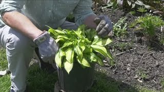 2 the Garden Planting perennials [upl. by Ikceb820]