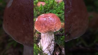 Magnifique Cèpe 😍 champignons cèpes mushroom [upl. by Roselia]