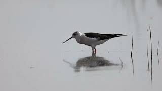 Кулик The sandpiper Blackwinged stilt [upl. by Vidal176]