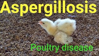 Aspergillosis disease in chickenpoultry firm [upl. by Lashonda216]