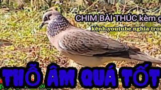 Cugaynghiatrongktlip818 thỗâmquatôtchim có nài [upl. by Katy]