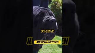 L’american molossus 2000 ans apres le retour dog chien viral shorts trending k9 video [upl. by Binky86]