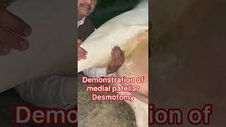 Demonstration of medial patellar ligament l Dr Umar Khan [upl. by Haidadej95]