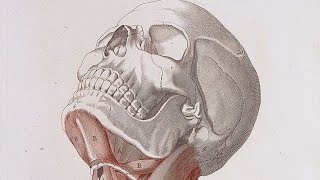 Head amp Neck Anatomy Lec  3 [upl. by Potts590]