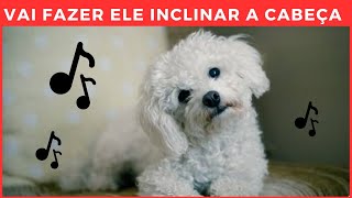 SONS QUE FAZEM O CACHORRO INCLINAR A CABEÇA GARANTIDO canalmeucachorro [upl. by Ysteb]