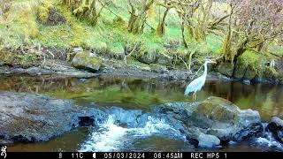 Herons wandering up the river hunting fish They always seem relaxed and chilled instead of rushing [upl. by Laney]