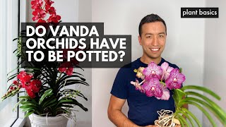 Do Vanda orchids have to be potted  Ep 2 Vanda Orchid FAQ Series [upl. by Anahsit954]