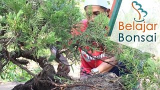 Bonsai Cemara Sinensis Juniperus chinensis dari Ground ke Pot [upl. by Luiza]