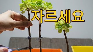 키다리 장미허브 잘라야 할까요 외목대 장미허브  vicks plant [upl. by Akcire749]