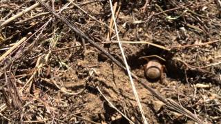 Solifugid Camel Spider digging a hole [upl. by Nepets733]