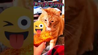 The Weirdest amp Funniest Cat Videos Ever [upl. by Ecyned]