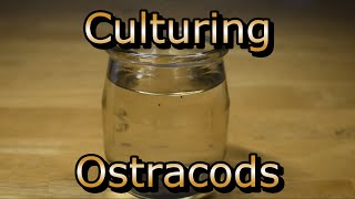 How to culture Ostracods [upl. by Lednam]