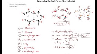 Denovo Synthesis of Purine BPharm Second Semester Biochemistry [upl. by Japha]