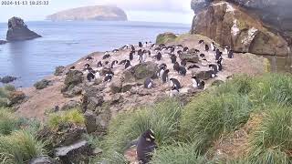 TawakiCam  Erectcrested penguins in Anchorage Bay Antipodes Island [upl. by Fulvia]