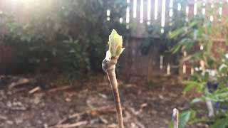 Grafting Grape Vines [upl. by Atirac329]