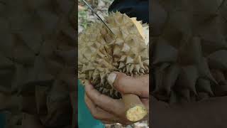 Durian in Davao Philippines so Yammy 🤤 [upl. by Kcaz]