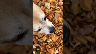 A very autumnal day🍂☕️🐶ditl dogwalk november vlog shorts autumn cold coffee vlogging [upl. by Rockey]