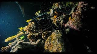 Coral Spawning on the Great Barrier Reef with Reef Encounter [upl. by Rybma]