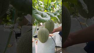 Cara menanam melon hidroponik dibuahkan 2 inthanon sweet hami sagami RZ melonhidroponik berkebun [upl. by Innos]