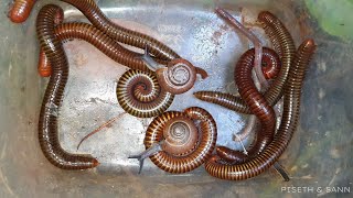 Millipedes EXPOSED The Surprising Truth About These Forest Creatures [upl. by Zoellick648]