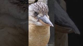 BlueWinged Kookaburra CloseUp  Blauflügelliest Großaufnahme Tierpark  Birkenheide [upl. by Naujit783]