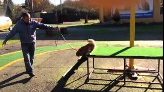 Small dog Pekingese obedience training agilitiy [upl. by Etteniuqna240]