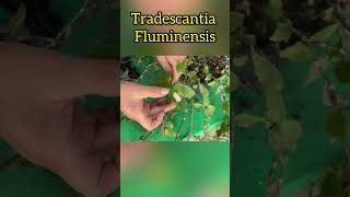 Propagación de la Tradescantia Fluminensis [upl. by Alihs133]