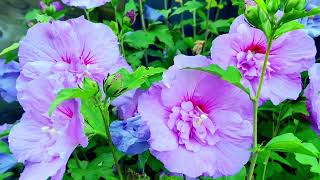 Amazing Double Grey Purple Hibiscus in Our Garden  🪴 🌸🌸🌸🌸🌺💐🌸🥀2024 [upl. by Modeste]