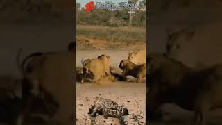 Crocodile vs Lion [upl. by Arie]