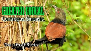 The Life of Birds  Greater Coucal  Centropus Sinensis [upl. by Ailaht]