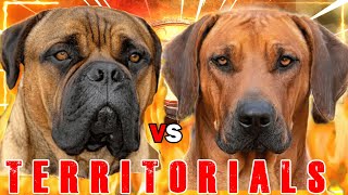 Bullmastiff vs Rhodesian Ridgeback  Rhodesian Ridgeback vs Bullmastiff  Guard Dog  Billa Boyka [upl. by Ednalrim556]