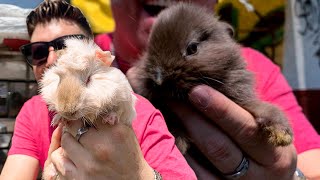 En búsqueda del mejor roedor Mascota en Mercado de los peces HAMSTER CUYOS o CONEJITOS [upl. by Vorfeld]