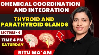 Thyroid and Parathyroid Gland Lecture 04  Chemical Coordination and Integration  Ritu Rattewal [upl. by Atiek49]