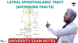 Lateral Spinothalamic tract  Ascending Tracts  Spinal cord  CNS Physiology [upl. by Kciregor]