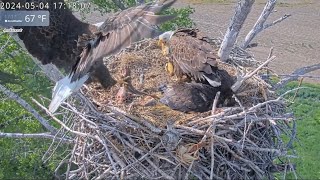 Kansas Eagles 51324 Footage from 5424 Cheyenne practices self feeding close ups big fish [upl. by Airtemad188]