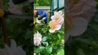 Own root roses  potting growing indoors transplanting made rose tea and mulch for winter [upl. by Ardnasirhc]