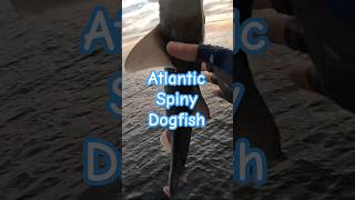 Atlantic Spiny Dogfish fishing dogfish рыбалка [upl. by Dafodil]