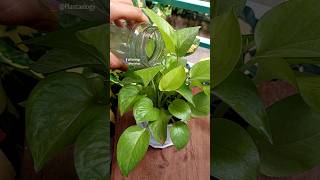 Repotting Plant  Pothos Pothos Plant Care Indoor [upl. by Adnelg]