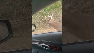 Deer walking aimlessly along the road deer [upl. by Abehsile]