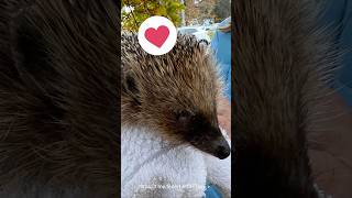 LukasOnTour🦔 igel igelstories natur nature herzerwärmend herz herbst freude herbstfarben [upl. by Aurthur]