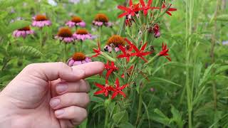 Royal Catchfly Silene regia  Threatened Thursday [upl. by Brookner]