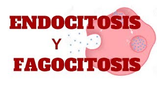 ENDOCITOSIS Y EXOCITOSIS [upl. by Liane]