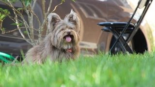 Stop Your Dog From Barking at Fireworks [upl. by Geer859]