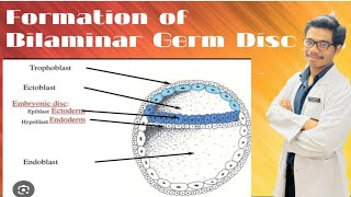 Changes in Embryoblast  Formation of Amniotic Cavity and Primary Yolk Sac [upl. by Kussell]